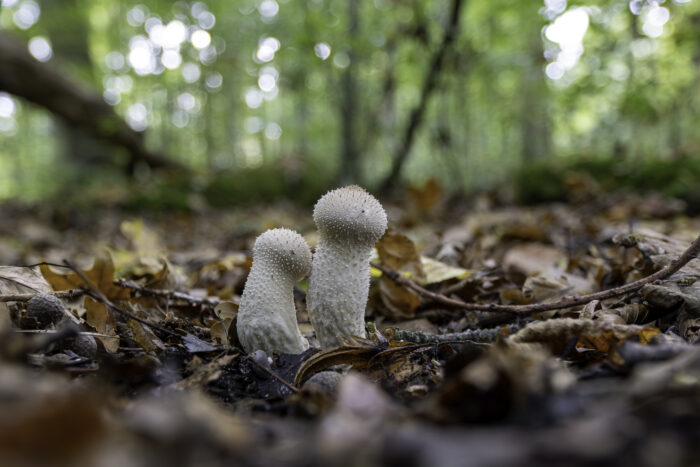 Flaschen-Stäublinge