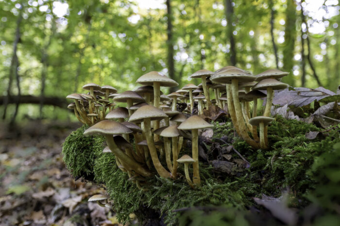 Schwefelköpfe - nicht näher bestimmt