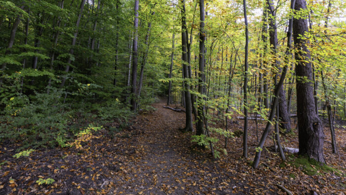 Unterwegs im frühherbstlichen Wald auf der Ville
