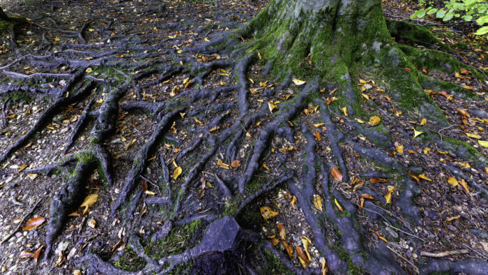 Ein beeindruckendes Wurzelgeflecht wie ich finde