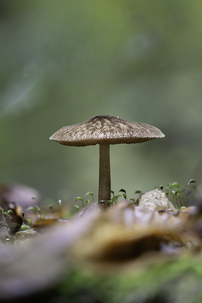Pilz (unbestimmt)