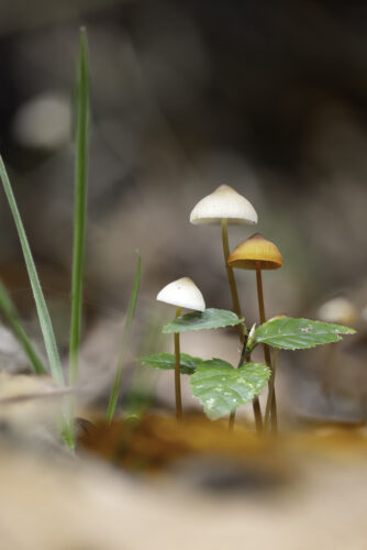 Eventuell Gelbmilchende Helmlinge