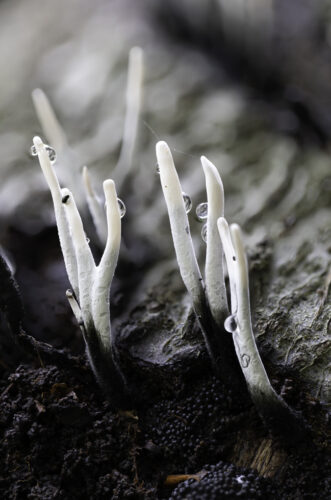 Geweihförmige Holzkeule