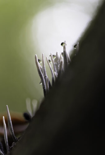 Geweihförmige Holzkeule