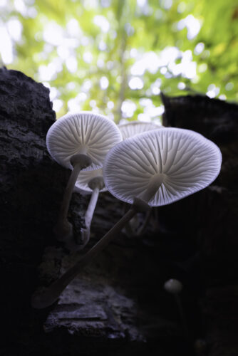 Beringte Schleimrüblinge (auch Buchenschleimrüblinge genannt)