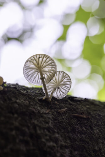 Beringte Schleimrüblinge (auch Buchenschleimrüblinge genannt)