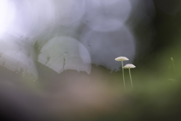 Pilze (unbestimmt)