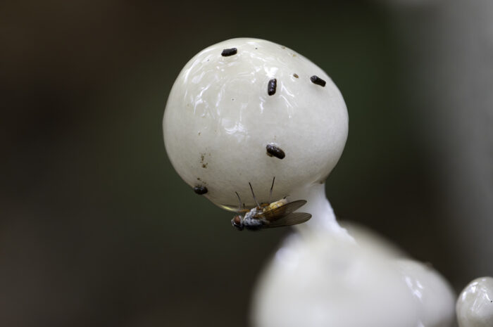 Pilz (unbestimmt) mit Fliegenbesuch