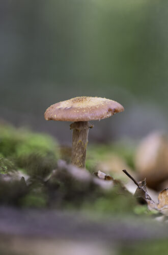Pilz (unbestimmt)