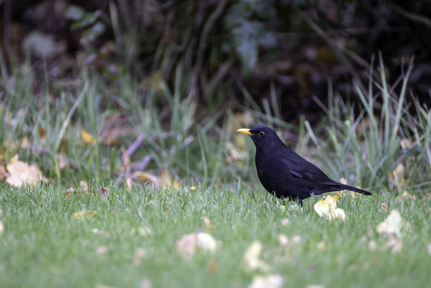 Amsel - männlich