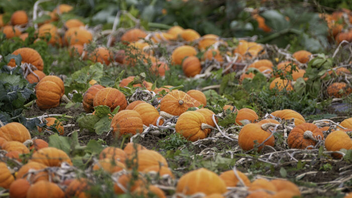 Herbstzeit ... Kürbiszeit