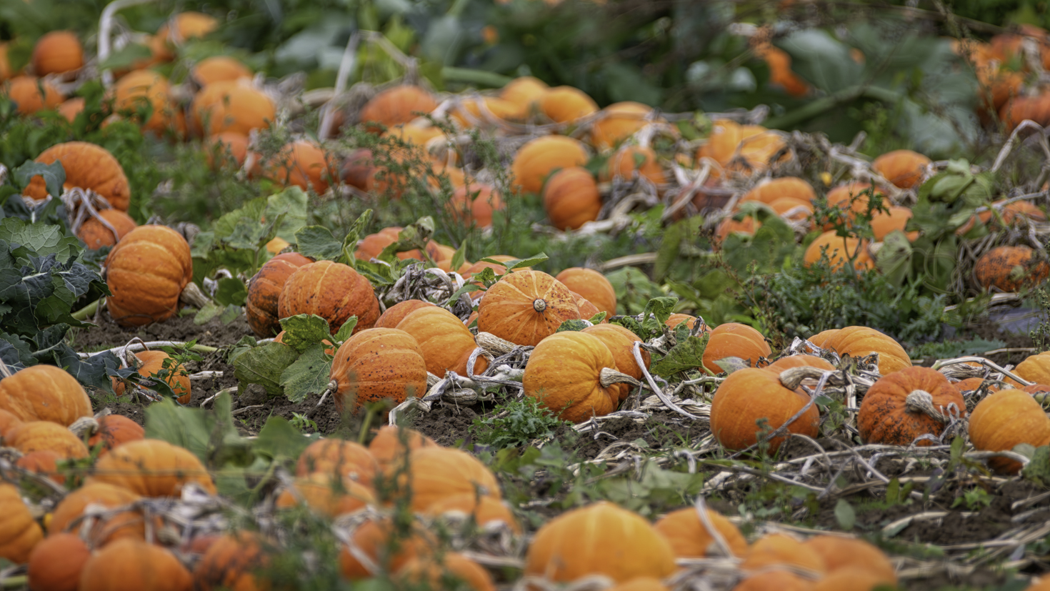 2025-10-FCa-066-Kuerbisse Herbstzeit ... Kürbiszeit
