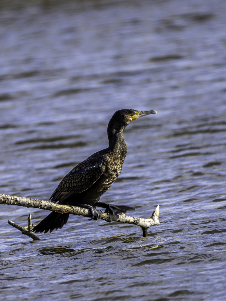 2025-10-FCa-073-Kormoran Kormoran