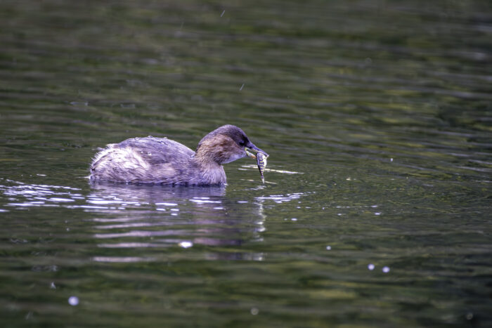 Zwergtaucher im Schlichtkleid mit Stichling als Beute