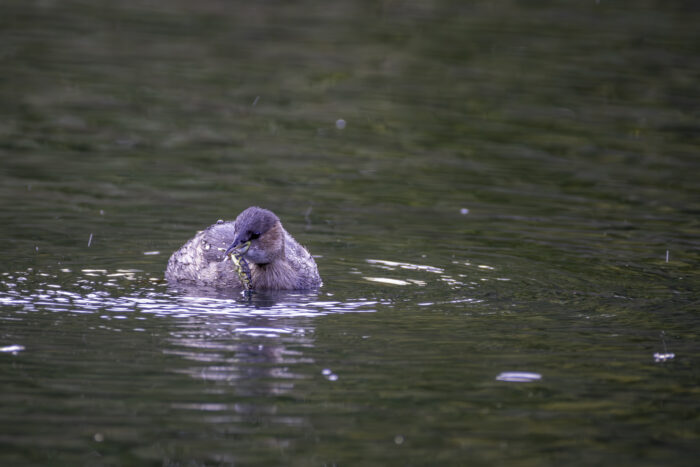 Zwergtaucher im Schlichtkleid mit Stichling als Beute