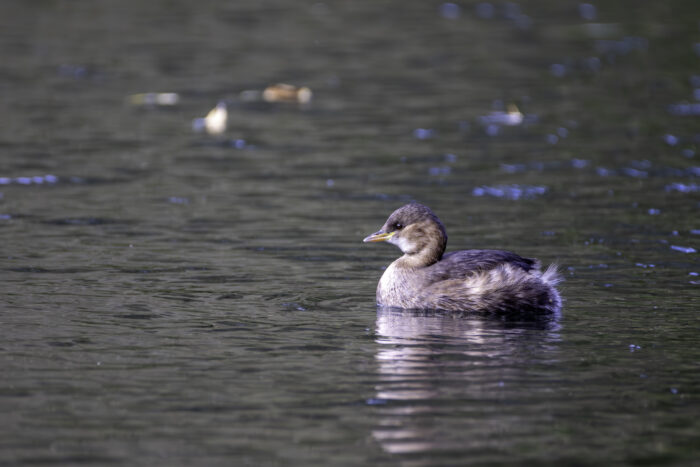 Zwergtaucher im Schlichtkleid