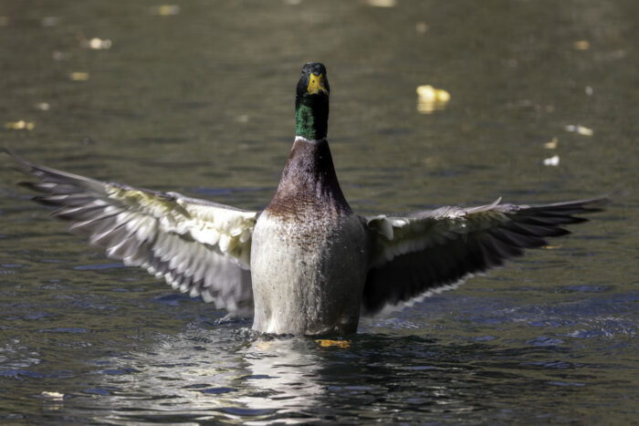 Stockente - männlich