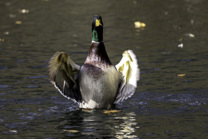 Stockente - männlich