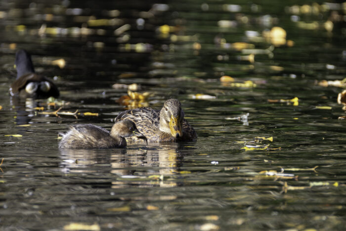 Zwergtaucher mit Stichling als Beute in Begleitung von Frau Stockente