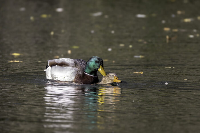 Herr und Frau Stockente bei der Herbstbalz