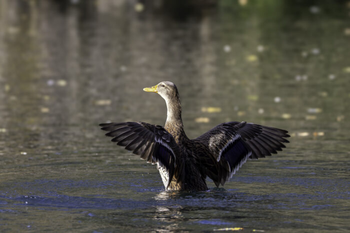 Stockente - weiblich