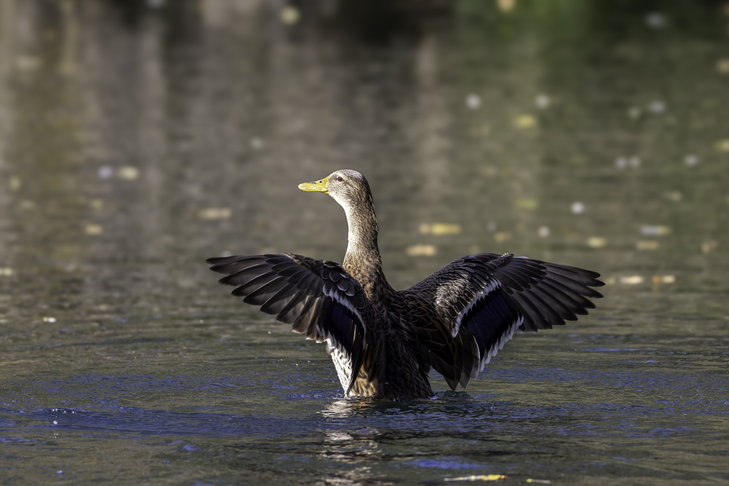 2025-10-FCa-081-Stockente-weiblich Stockente - weiblich