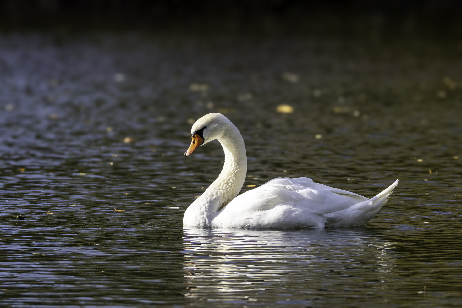 2025-10-FCa-082-Hoeckerschwan Höckerschwan