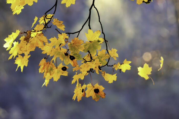 Ein letztes Herbstleuchten