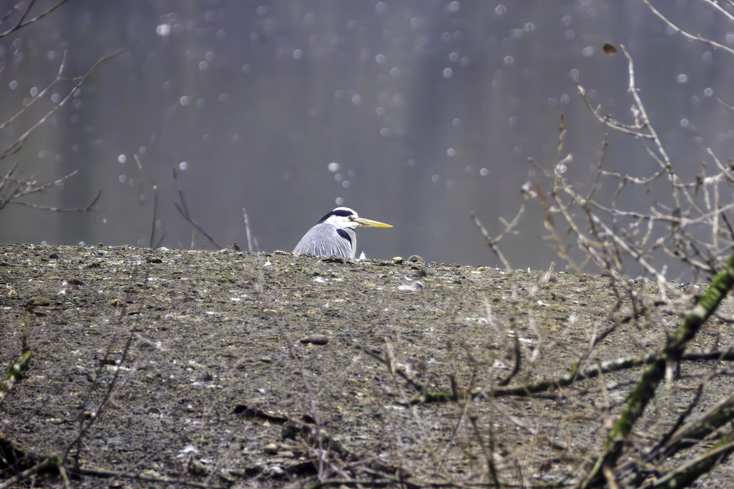 2025-12-FCa-001-Graureiher Graureiher
