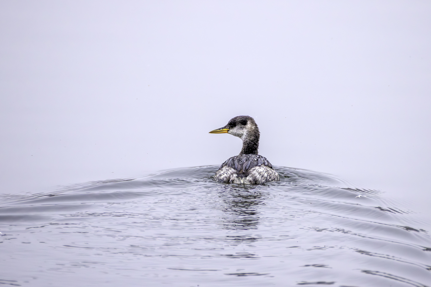 2025-12-FCa-002-Rothalstaucher-Schlichtkleid Rothalstaucher im Schlichtkleid - in Mitteldeutschland ein seltener Wintergast. Sein Verbreitungsgebiet in Deutschland ist der Norden und Osten und er ist mit 1 bis 3 Brutpaaren auch in Hessen vorhanden.