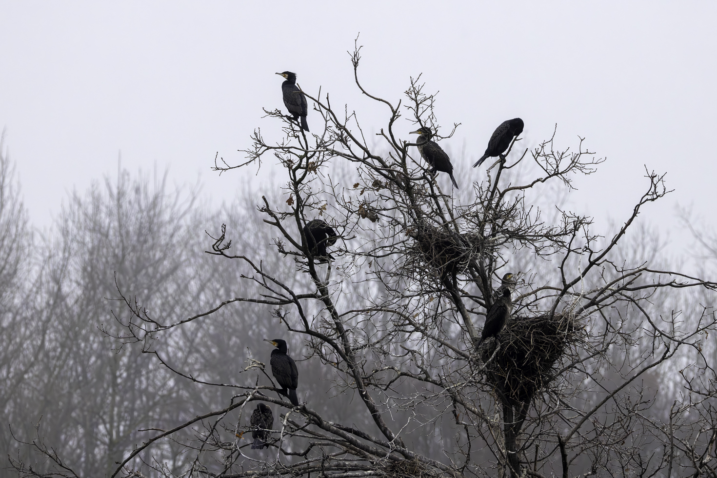 2025-12-FCa-003-Kormorane Kormorane