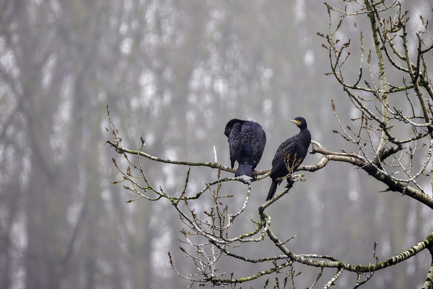 2025-12-FCa-004-Kormorane Kormorane