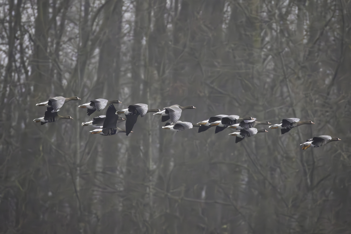 2025-12-FCa-005-Blaessgaense Blässgänse - auch sie sind bei uns im Rhein-Sieg-Kreis meist nur als Wintergäste anzutreffen