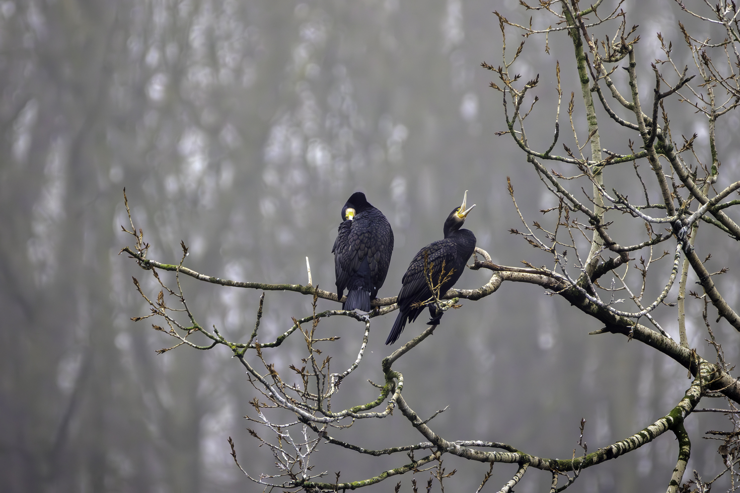 2025-12-FCa-006-Kormorane Kormorane