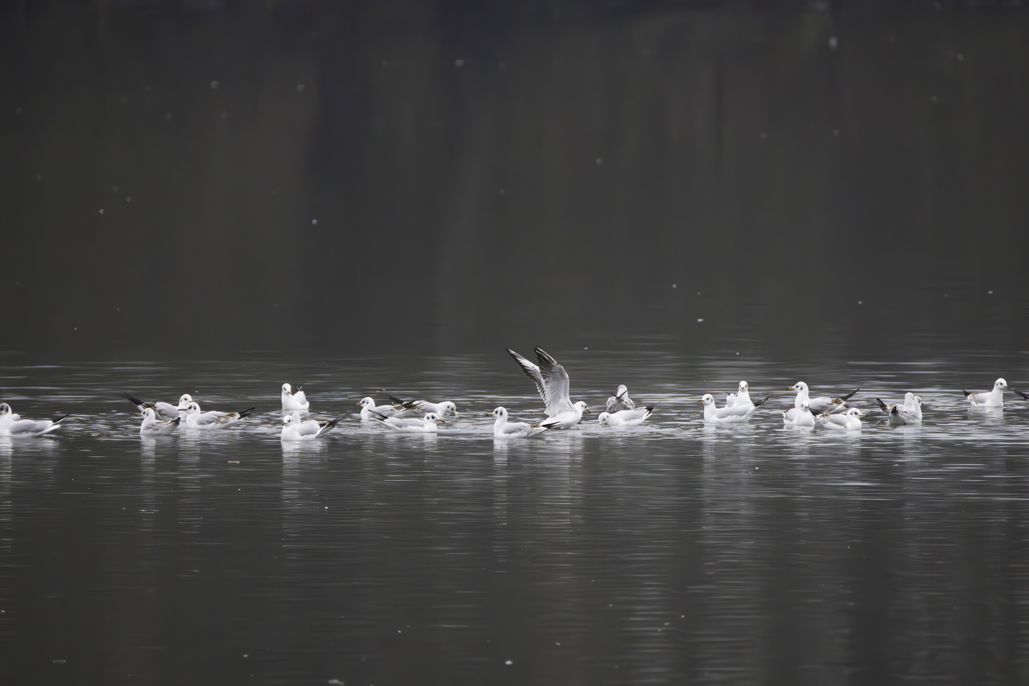 2025-12-FCa-007-Moewen Lachmöwen