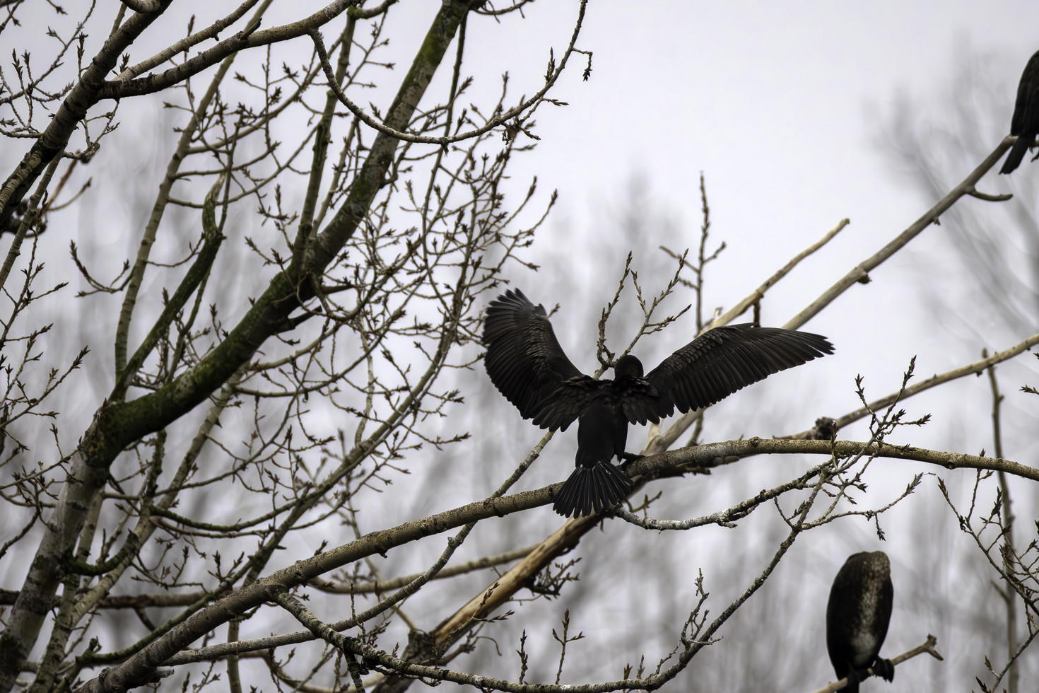 2025-12-FCa-008-Kormorane Kormorane
