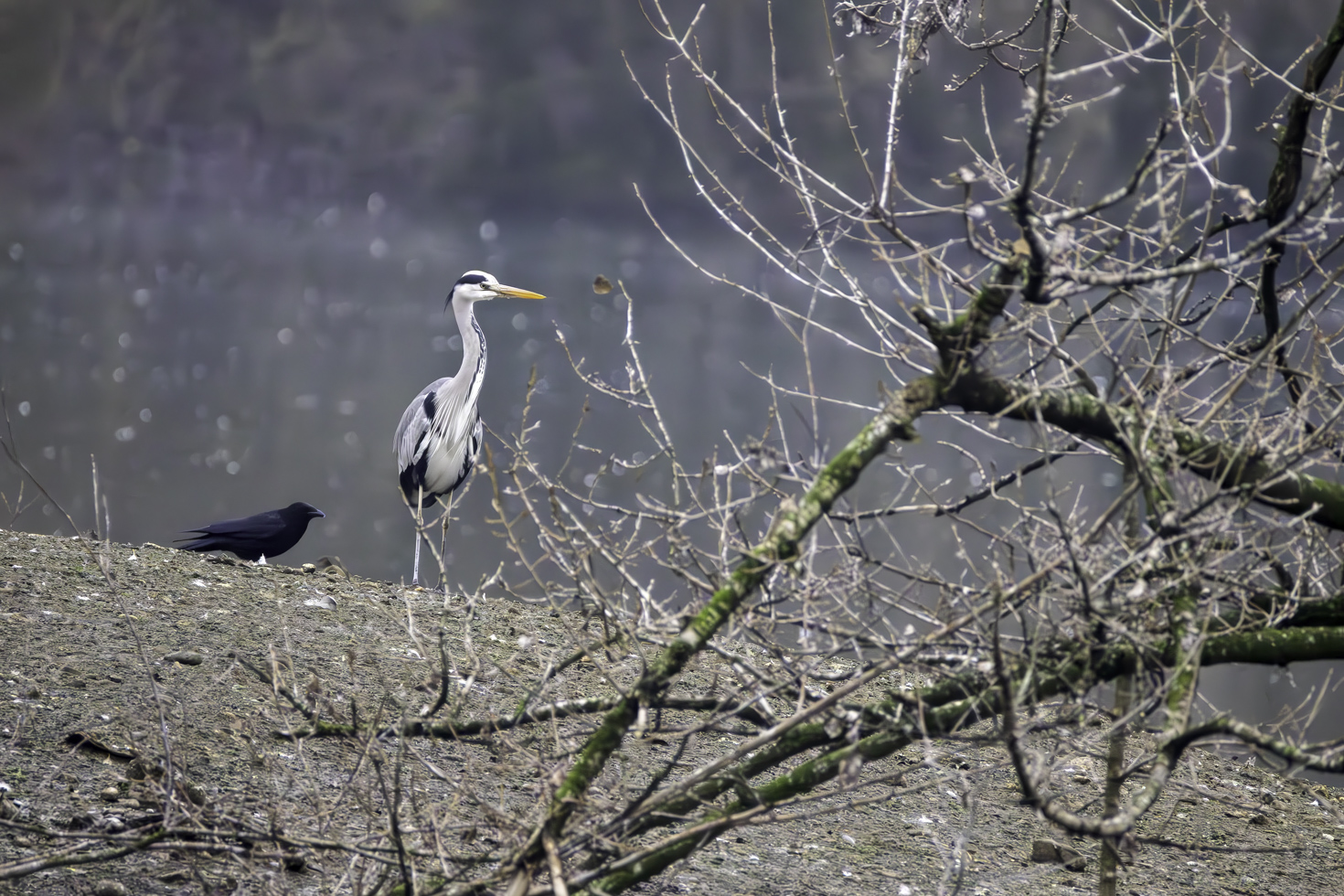 2025-12-FCa-009-Graureiher-Rabenkraehe Rabenkrähe und Graureiher