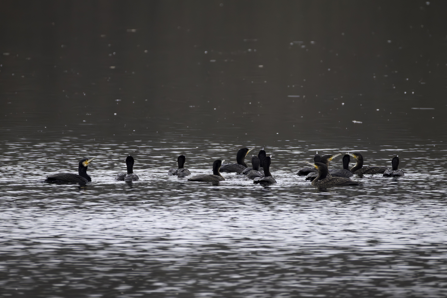 2025-12-FCa-010-Kormorane Kormorane