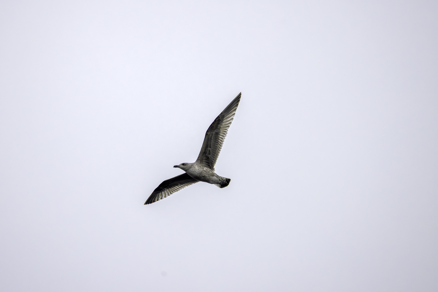 2025-12-FCa-011-Moewe Eventuell eine junge Silbermöwe - mit Möwen kenne ich mich nicht so aus