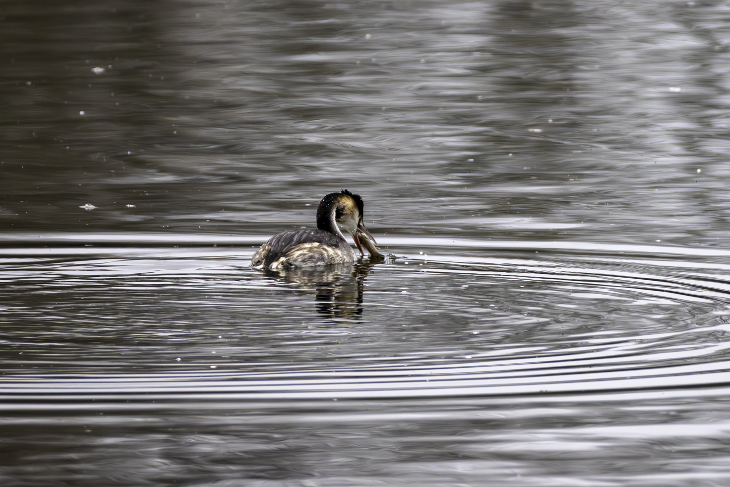 2025-12-FCa-012-Haubentaucher-Fisch Haubentaucher mit Beute