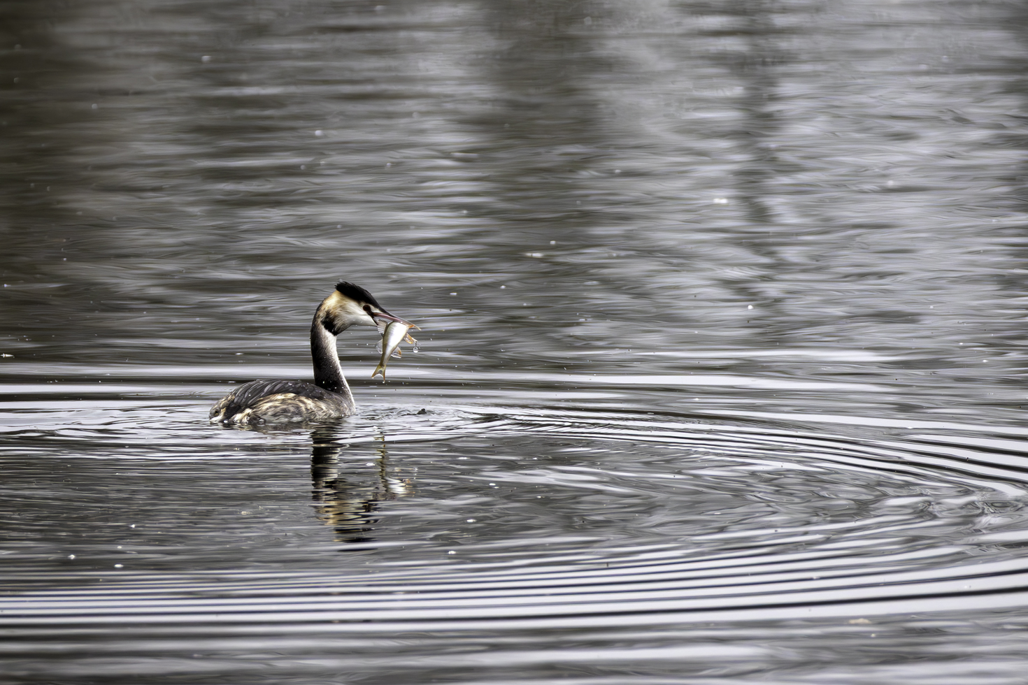 2025-12-FCa-013-Haubentaucher-Fisch Haubentaucher mit Beute