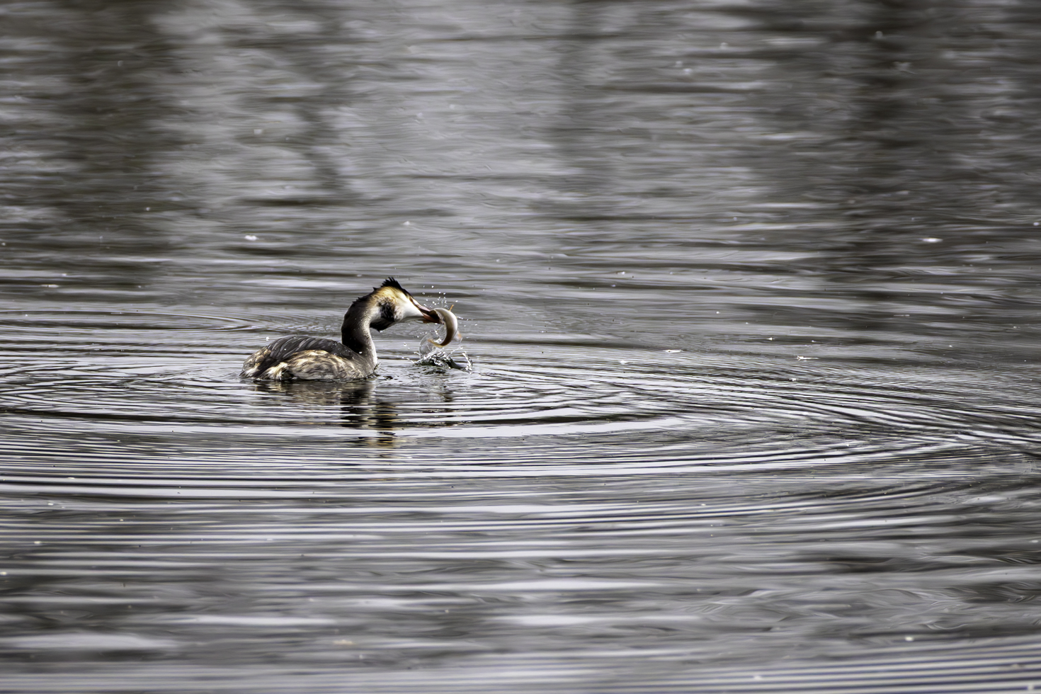 2025-12-FCa-014-Haubentaucher-Fisch Haubentaucher mit Beute