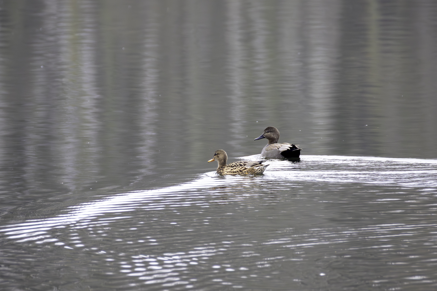 2025-12-FCa-015-Schnatterenten-weiblich-maennlich Schnatterenten - auch sie sind bei uns im Rhein-Sieg-Kreis zumeist nur Wintergast