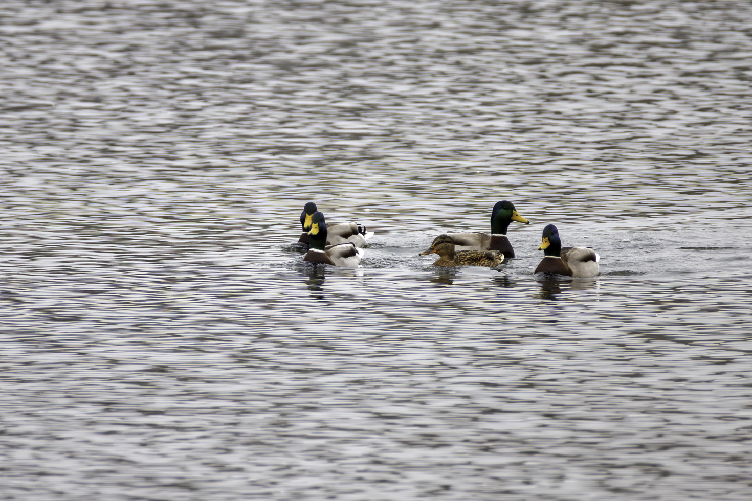 2025-12-FCa-016-Stockenten-maennlich-weiblich Stockenten - die Männchen eindeutig in der Überzahl
