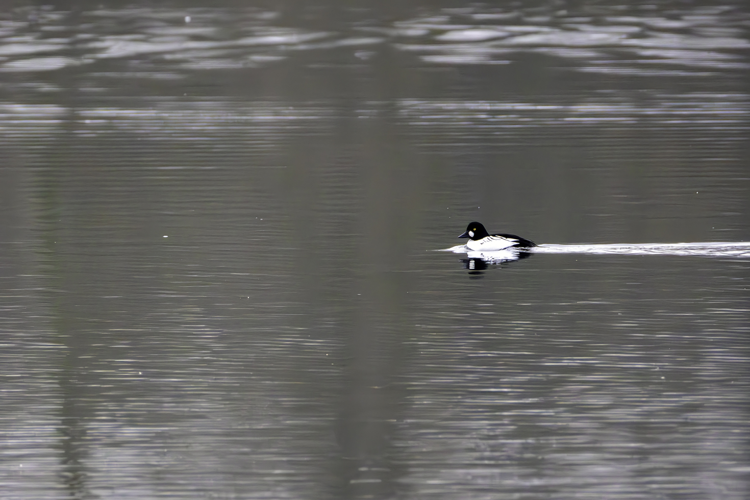 2025-12-FCa-018-Schellente-maennlich Eine männliche Schellente als Wintergast bei uns im Rhein-Sieg-Kreis