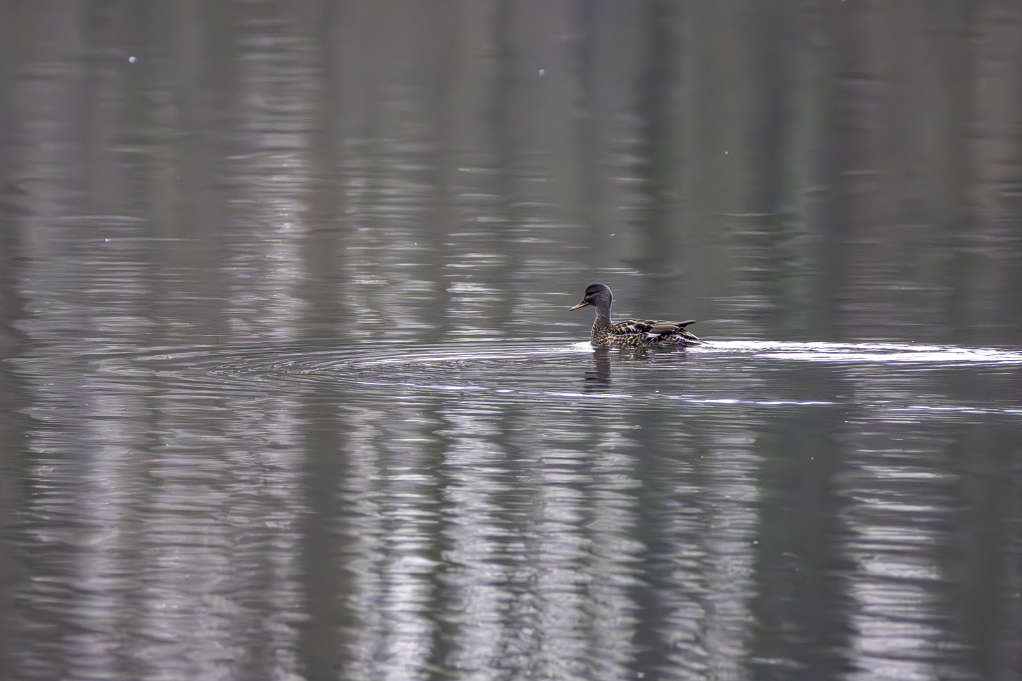 2025-12-FCa-019-Schnatterente Schnatterente als Wintergast bei uns im Rhein-Sieg-Kreis
