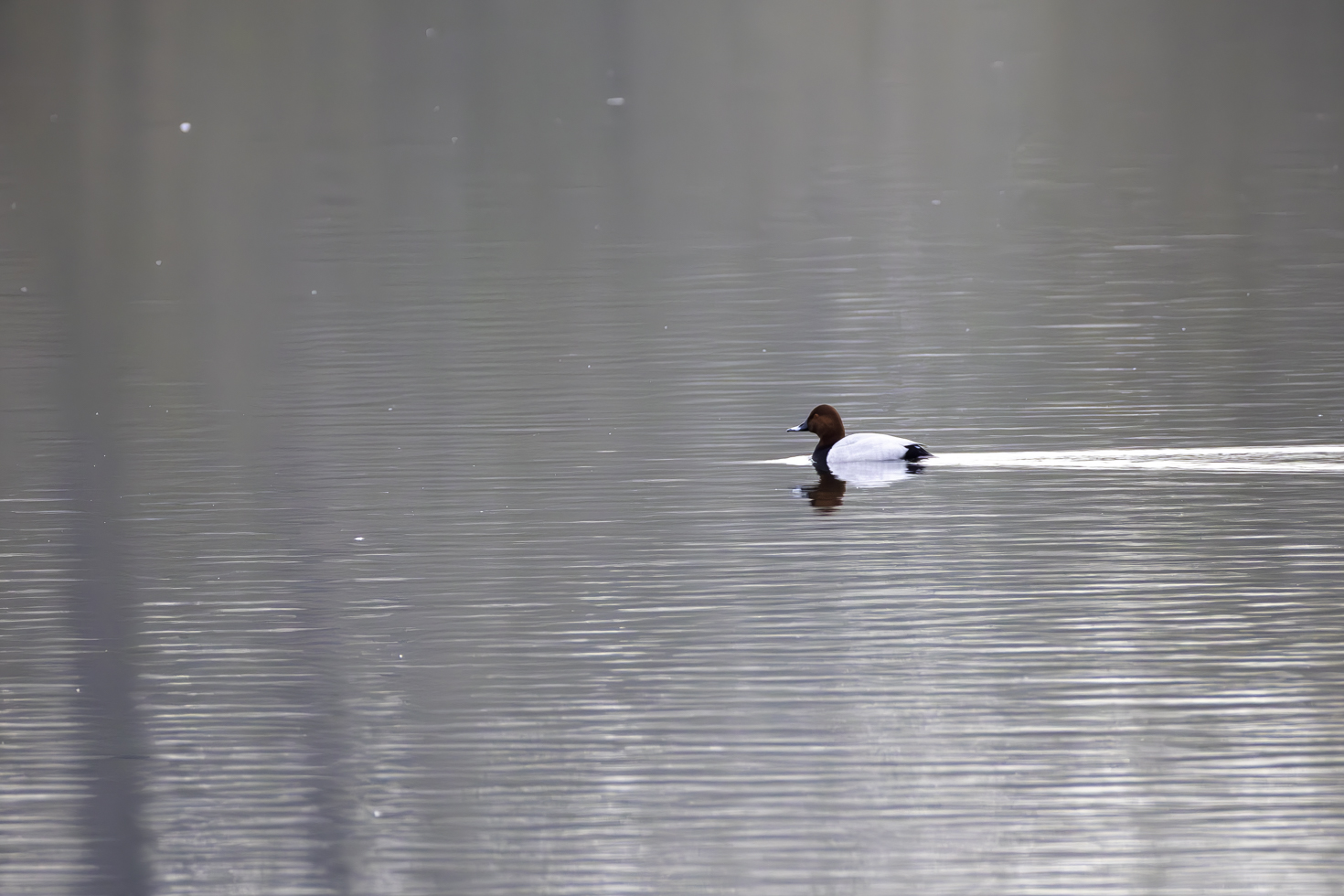 2025-12-FCa-020-Tafelente-maennlich Die Tafelente ist bei uns im Rhein-Sieg-Kreis in der Regel nur als Wintergast vorhanden - hier ein Männchen