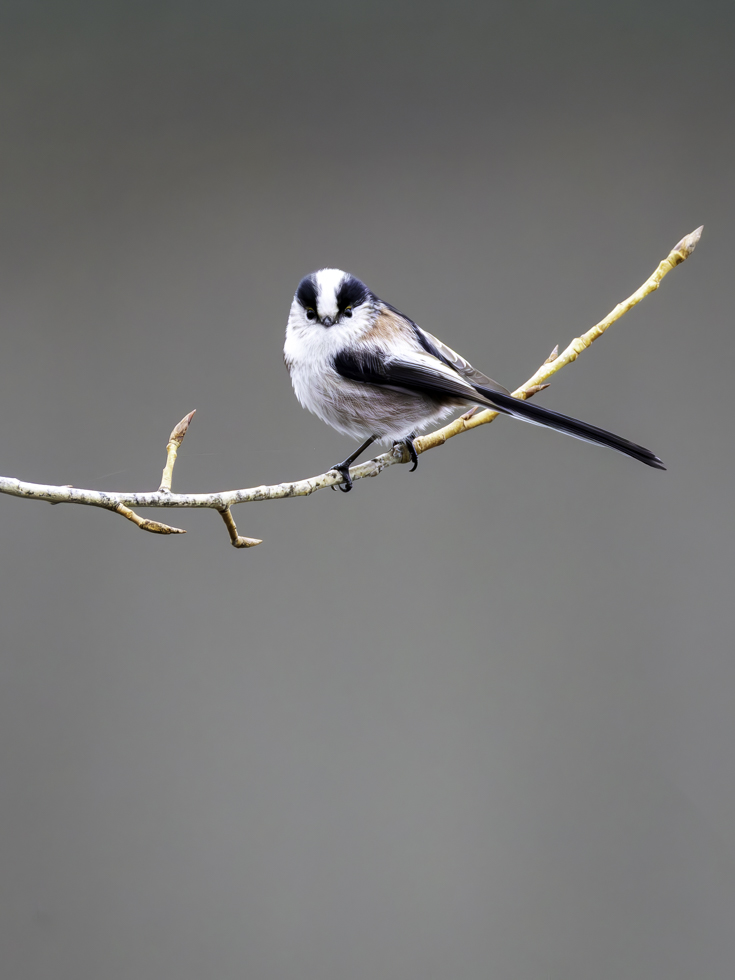 2025-12-FCa-021-Schwanzmeise Schwanzmeise