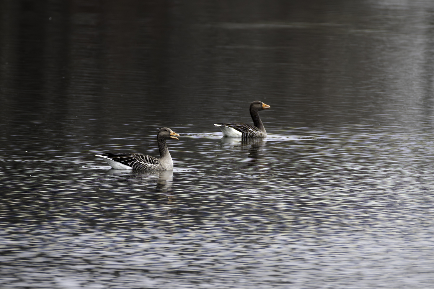 2025-12-FCa-022-Graugaense Graugänse