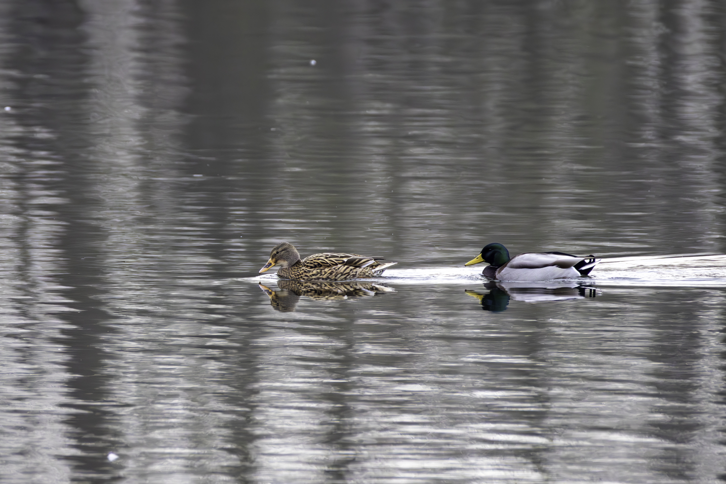 2025-12-FCa-023-Stockenten Stockentenpaar